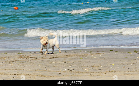 Weiße Bishon Hund am Strand in der Nähe von Sand und blaues Wasserwellen. Stockfoto