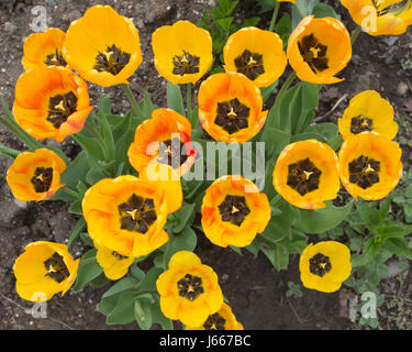 Tulpe Garten in Island Park des Prinzen Stockfoto