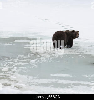 Grizzly Bear (Ursus arctos horribilis) überquert einen halbgefrorenen See in Alberta, Kanada. Der Bär ist gerade aus dem Winterschlaf herausgekommen. Stockfoto