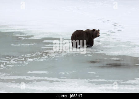 Grizzly Bear (Ursus arctos horribilis) überquert einen halbgefrorenen See in Alberta, Kanada. Der Bär ist gerade aus dem Winterschlaf herausgekommen. Stockfoto