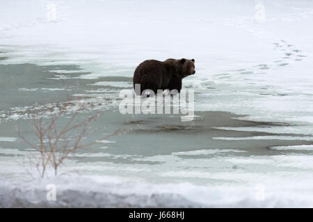 Grizzly Bear (Ursus arctos horribilis) überquert einen halbgefrorenen See in Alberta, Kanada. Der Bär ist gerade aus dem Winterschlaf herausgekommen. Stockfoto