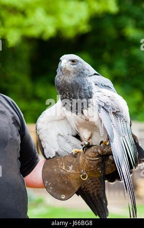 Wanderfalken in der Hand Stockfoto