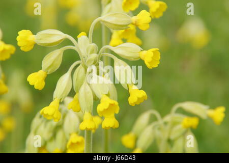 Primula veris. Cowslips auf einer englischen Wiese im Frühling. UK. Wildfowers. Wildflowers UK Stockfoto