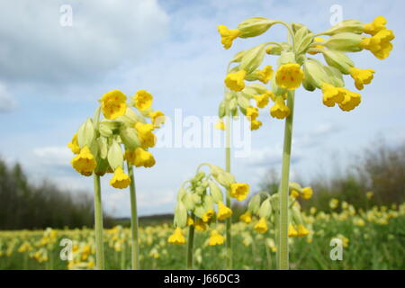 Schlüsselblumen (Primula Veris) Blüte in einer englischen Wiese an einem hellen, sonnigen Tag in Mitte Frühling, Derbyshire, East Midlands, UK Stockfoto