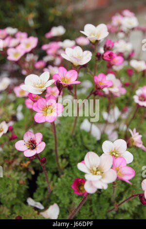 Moosigen Steinbrech (Saxifraga) Blüte in einem englischen Steingarten Garten im Mai Stockfoto