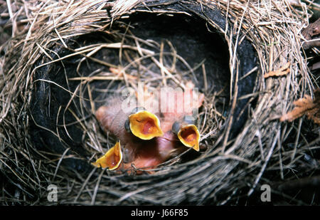 Robin Küken im Nest Stockfoto