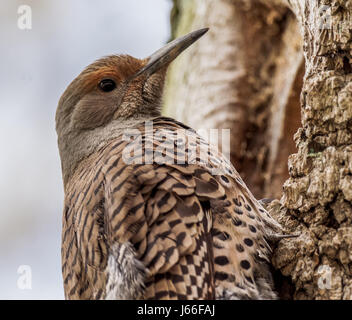 Eine weibliche nördlichen Flimmern oder rot Shafted Aufflackern, arbeitet an den Hausbau für ihre Familie neuen Ort in der Nähe von Stanley Park in Vancouver BC. Stockfoto