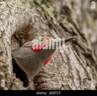 Eine männliche nördlichen Flimmern oder rot Shafted Aufflackern, herausschauen aus seinem neu Hause erstellt in Vancouver, BC. Stockfoto