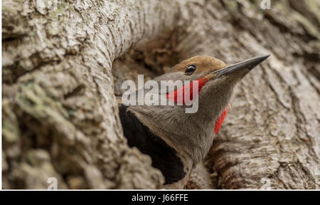 Eine männliche nördlichen Flimmern oder rot Shafted Aufflackern, herausschauen aus seinem neu Hause erstellt in Vancouver, BC. Stockfoto