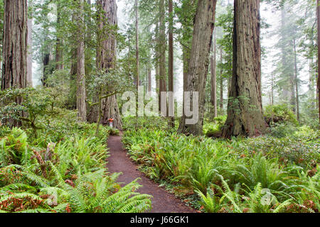 Lady Bird Johnson Grove, Redwood National Park, der equoia sempervirens ', Wanderer Kommunikation mit alten Redwood Tree. Stockfoto