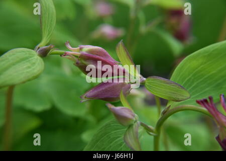 Songbird Kardinal Columbine Blütenknospe Stockfoto