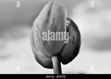 Kanadische Tulpe mit Himmel im Hintergrund in schwarz / weiß Stockfoto