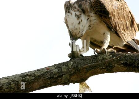 Vogel Jäger Fisch Tierwelt Räuber Beute Fischadler Fang enge Beine Beutetier Stockfoto