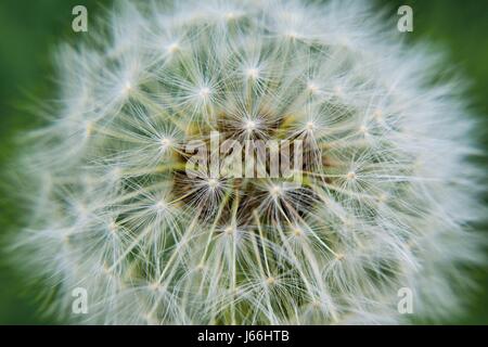 Nahaufnahme eines weißen Löwenzahn puffball Stockfoto