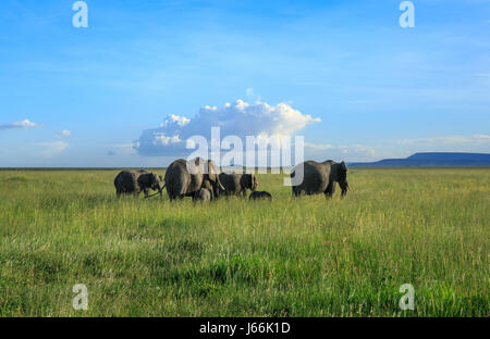 Ein afrikanischer Elefant-Matriarchin führt ihre Herde in die Savanne auf der Suche nach Nahrung oder Wasser in einer klassischen "Out of Africa"-Landschaft. Stockfoto