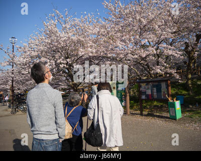 Eine Familie von drei Zeit Sakura Blüten in einem ruhigen Park anzeigen. Die alte Dame versucht, die Sakura-Baum vor ihr fotografieren. Stockfoto