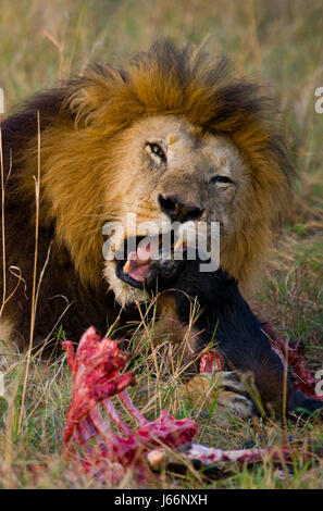 Großer männlicher Löwe mit wunderschöner Mähne, der Beute isst. Nationalpark. Kenia. Tansania. Maasai Mara. Serengeti. Stockfoto