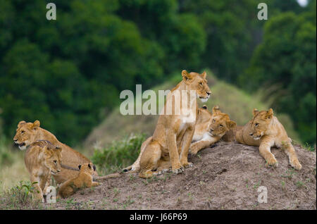 Eine Gruppe junger Löwen auf dem Hügel. Nationalpark. Kenia. Tansania. Masai Mara. Serengeti. Stockfoto