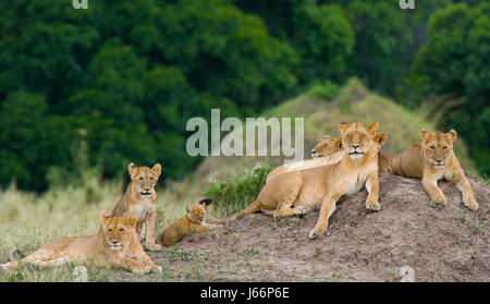 Eine Gruppe junger Löwen auf dem Hügel. Nationalpark. Kenia. Tansania. Masai Mara. Serengeti. Stockfoto