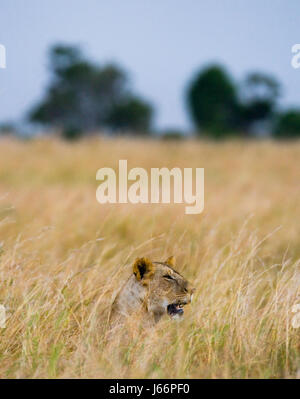 Löwin liegt im Gras. Savannah. Nationalpark. Kenia. Tansania. Maasai Mara. Serengeti. Stockfoto