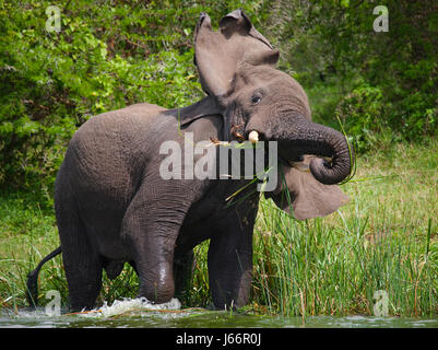 Elefantentrinkwasser aus Pfützen. Afrika. Kenia. Tansania. Serengeti. Maasai Mara. Stockfoto