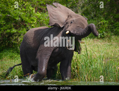 Elefantentrinkwasser aus Pfützen. Afrika. Kenia. Tansania. Serengeti. Maasai Mara. Stockfoto