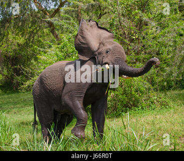 Elefantentrinkwasser aus Pfützen. Afrika. Kenia. Tansania. Serengeti. Maasai Mara. Stockfoto