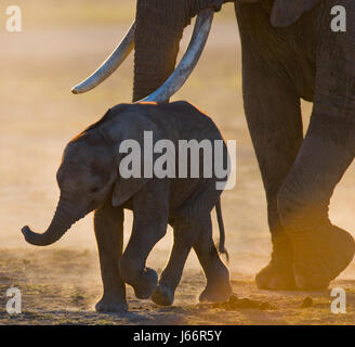 Baby Elefant, es kommt seiner Mutter nahe. Afrika. Kenia. Tansania. Serengeti. Maasai Mara. Stockfoto