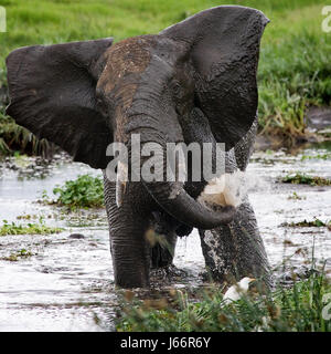 Elefantentrinkwasser aus Pfützen. Afrika. Kenia. Tansania. Serengeti. Maasai Mara. Stockfoto