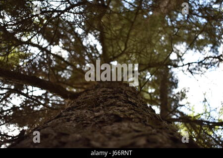 Auf der Suche auf einen Baum Stockfoto