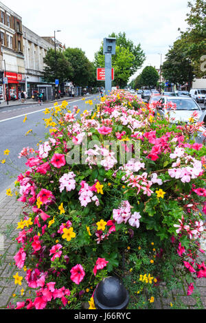 Rosa und gelbe Blume Pflanzmaschinen auf dem zentralen Teiler der Holloway Road, London, UK Stockfoto