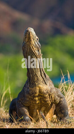 Komodo-Drache ist auf dem Boden. Indonesien. Komodo-Nationalpark. Stockfoto