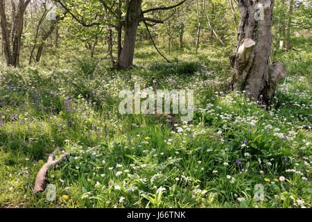 Eine Waldlichtung mit Glockenblumen und blühenden Bärlauch in gefleckten Sonne Stockfoto