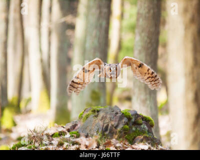 Fliegen in Wald - Asio Otus Waldohreule Stockfoto