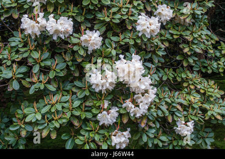 Eine Makroaufnahme Rhododendron Blüten. Hintergrund oder Textur. Stockfoto