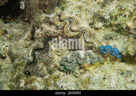 Bunte marine Muscheln unter Wasser, Maxima Clam, Tridacna Maxima, Pazifik, Bora Bora, Französisch-Polynesien Stockfoto