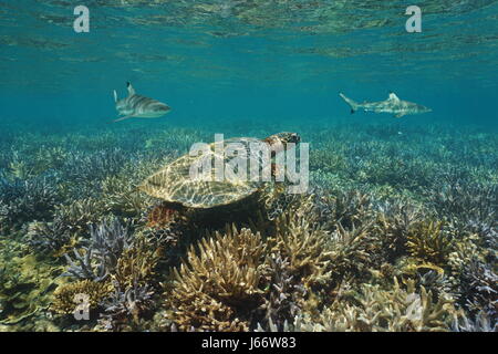 Korallen Riff unter Wasser mit eine echte Karettschildkröte und Schwarzspitzen-Riffhaie, Süd-Pazifik, Neu Kaledonien Stockfoto