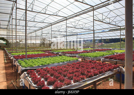 grüne Zimmerpflanze Bio Gemüse Hydrokultur Farm Stockfoto