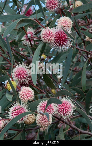 Hakea Laurina (Nadelkissen Baum) Busch in der Sie Yangs Regionalpark, Victoria, Australien Stockfoto