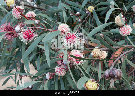 Hakea Laurina (Nadelkissen Baum) Busch in der Sie Yangs Regionalpark, Victoria, Australien Stockfoto