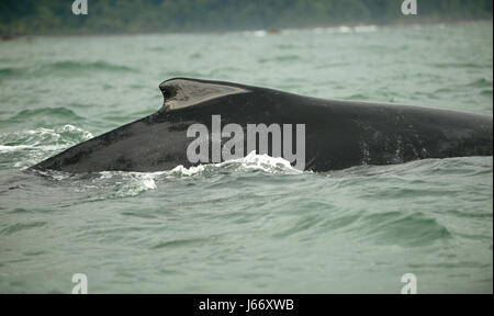 Ein Buckelwal ergibt sich aus den Gewässern der Ballena National Marine Park in der Nähe von Uvita während der vierten jährlichen Festival der Delfine und Wale. Stockfoto