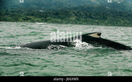 Ein Buckelwal ergibt sich aus den Gewässern der Ballena National Marine Park in der Nähe von Uvita während der vierten jährlichen Festival der Delfine und Wale. Stockfoto