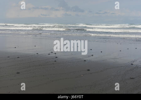 Olive Ridley Schildkröten Jungtiere (Lepidochelys Olivacea) erscheinen im Punta Mala Wildlife Refuge auf Costa Ricas Pazifikküste. Stockfoto