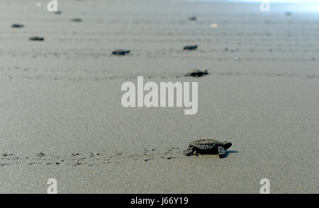 Olive Ridley Schildkröten Jungtiere (Lepidochelys Olivacea) erscheinen im Punta Mala Wildlife Refuge auf Costa Ricas Pazifikküste. Stockfoto