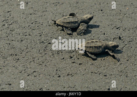 Olive Ridley Schildkröten Jungtiere (Lepidochelys Olivacea) erscheinen im Punta Mala Wildlife Refuge auf Costa Ricas Pazifikküste. Stockfoto