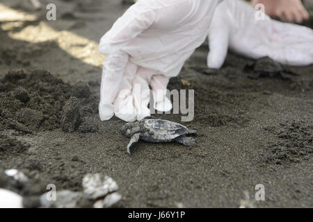 Olive Ridley Schildkröten Jungtiere (Lepidochelys Olivacea) erscheinen im Punta Mala Wildlife Refuge auf Costa Ricas Pazifikküste. Stockfoto