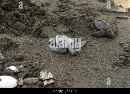 Olive Ridley Schildkröten Jungtiere (Lepidochelys Olivacea) erscheinen im Punta Mala Wildlife Refuge auf Costa Ricas Pazifikküste. Stockfoto