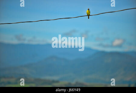 Ein Kiskadee sitzt auf einem Powerline in Turrialba, Costa Rica. Stockfoto