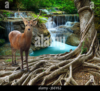 Sambar Hirsche stehen neben Bayan Baumwurzel vor Kalk Stein Wasserfälle in Tiefe und Reinheit Waldnutzung für wildes Leben in Natur-Thema Stockfoto