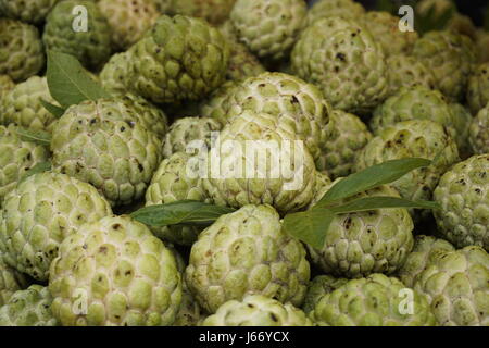 Zucker, Apfel, Frucht der Annona Squamosa, Flaschenbaum, Custard apple Stockfoto